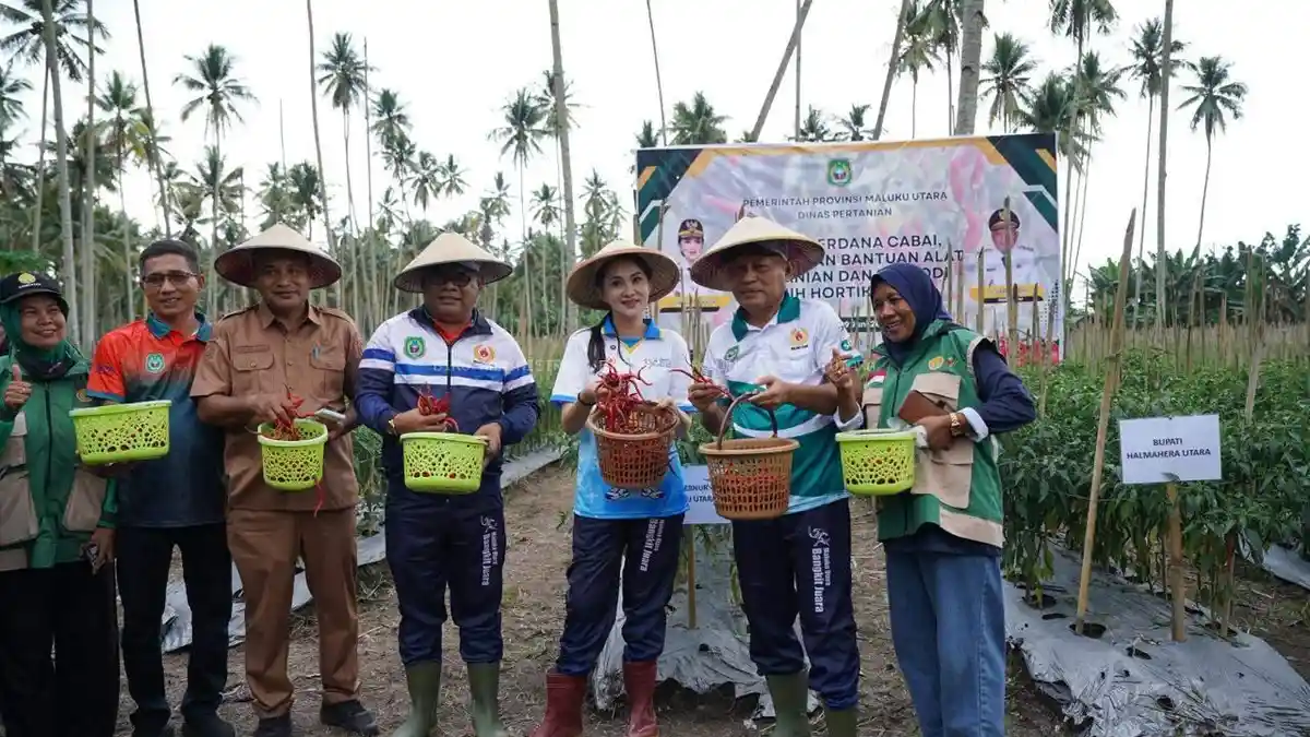 Gubernur Malut Sherly Laos Panen Cabai dan Salurkan Bantuan Alsintan ke Kelompok Tani Halut