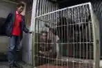 Evakuasi Siamang Oleh BBKSDA Riau