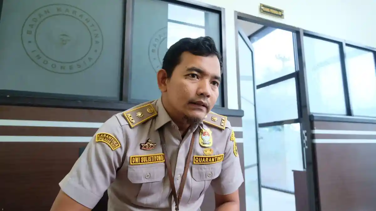 Karantina Tanjungpinang Kepri Tolak 20 Sapi Asal Jambi Gegara Dokumen Tak Lengkap