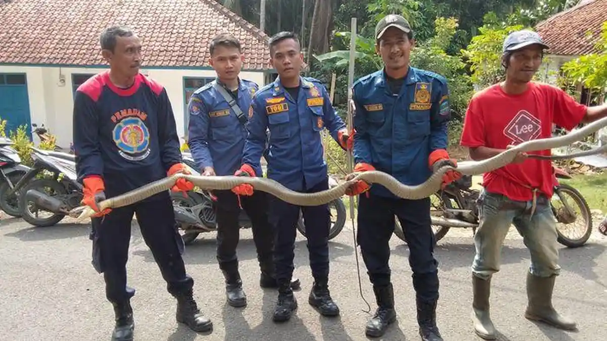 ULAR King Kobra Sepanjang 5 Meter Bikin Takut Warga Citarik Pangandaran, Damkar Langsung Beraksi