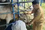 Langkah-ini-dilakukan-und-dan-Kuku-PMK.jpg