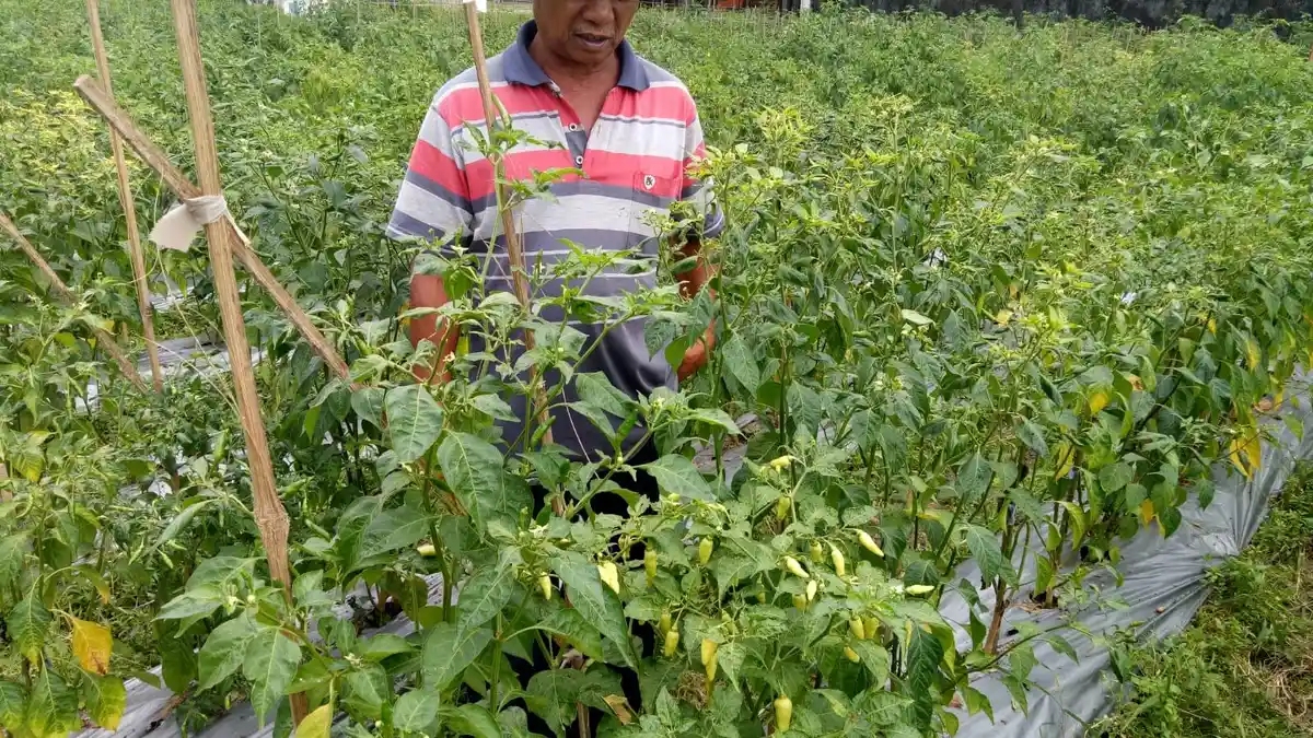 Awal Tahun Ini, Petani Cabai Majalengka Girang, Panen Maksimal Dihargai Mahal