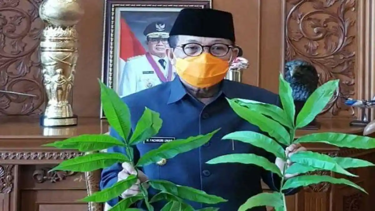 Khasiat Daun Sungkai Disebut Bisa Obati Corona, Biasa Digunakan Warga untuk Obat Panu