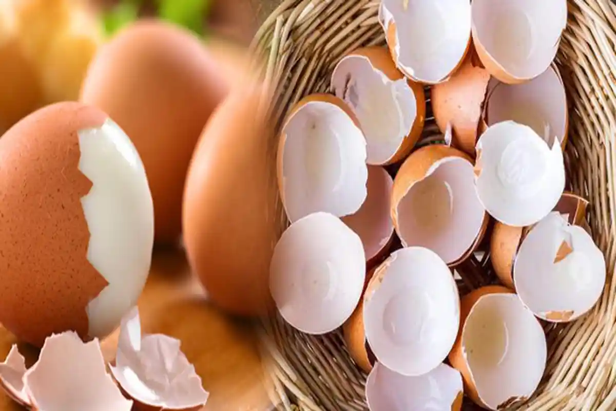 TUBUH DENGAN KONDISI Seperti Ini Dilarang Makan Telur, Bahayakan Tubuh!