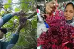 Buah Parijoto 'Si Cantik' Yang Dipercaya Bisa Tingkatkan Kesuburan