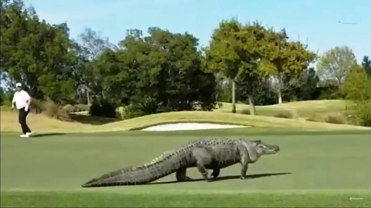 Arti Mimpi Menjadi Hewan, Jadi Ular Hingga Buaya, Begini Tafsirannya