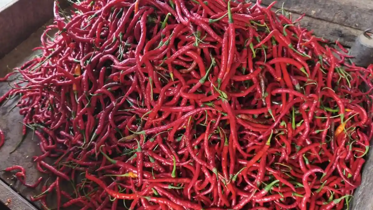 Harga Cabai Merah Turun Jadi Rp36 Ribu per Kg di Pasar Pasir Gintung