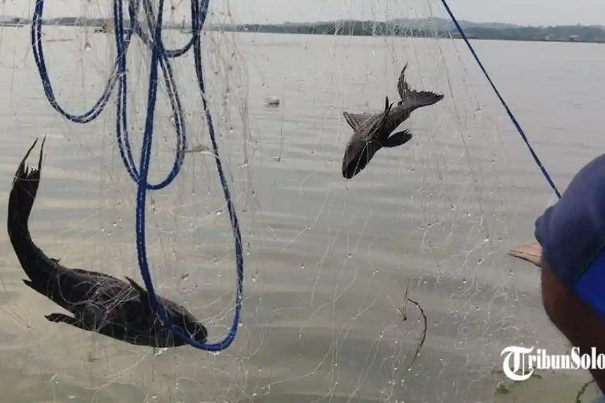 Cerita Joko, Jadi Satu-satunya Pedagang di Pasar Ikan Boyolali: Lainnya Tutup Lapak