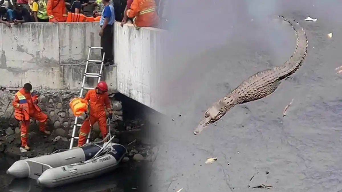 Sulitnya Menangkap Buaya Muara di Kali Grogol, Begini Saran Ahli LIPI