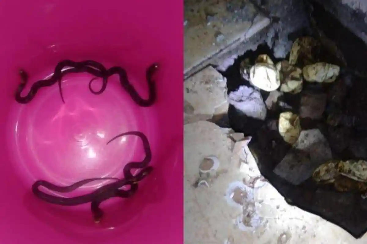 Geger Anak dan Induk Ular Kobra Ditemukan di Bawah Lantai Rumah Warga di Karanganyar