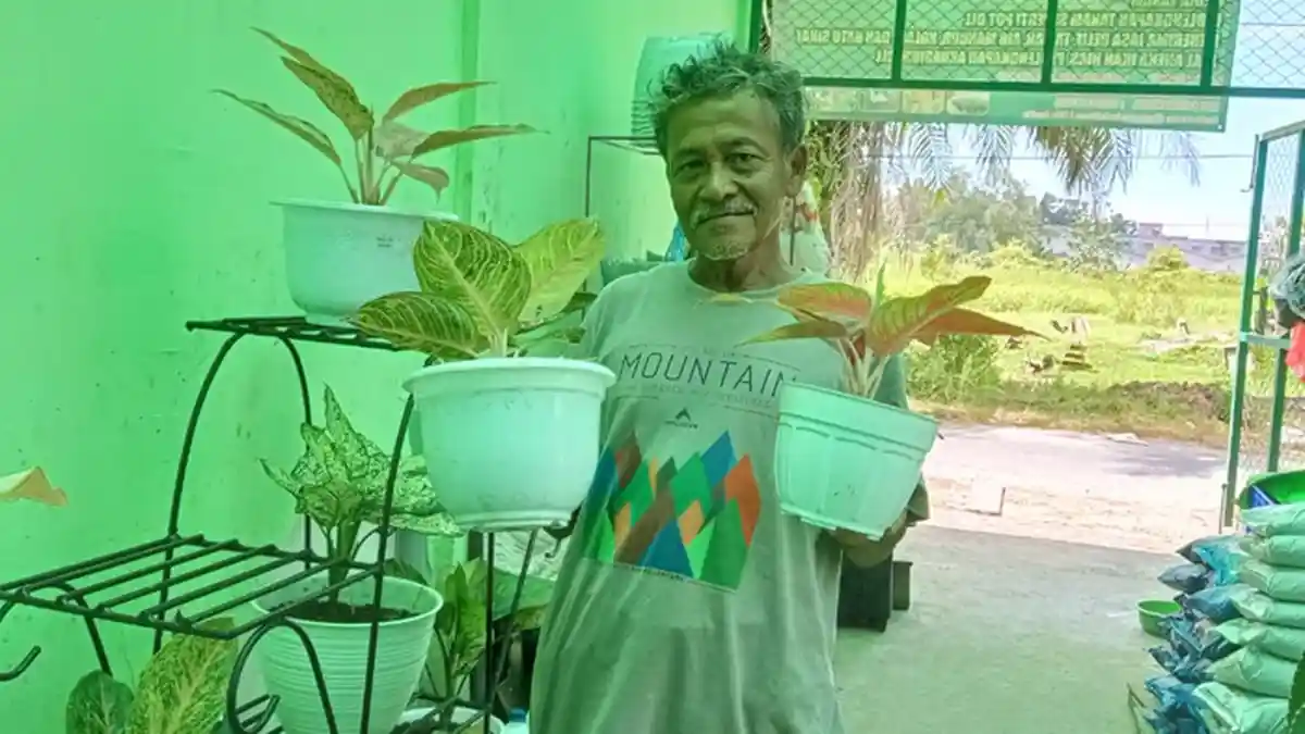 Penjual Tanaman di Tarakan Sebut Aglonema Jadi Bunga Populer Sepanjang 2020, Harga Capai Jutaan