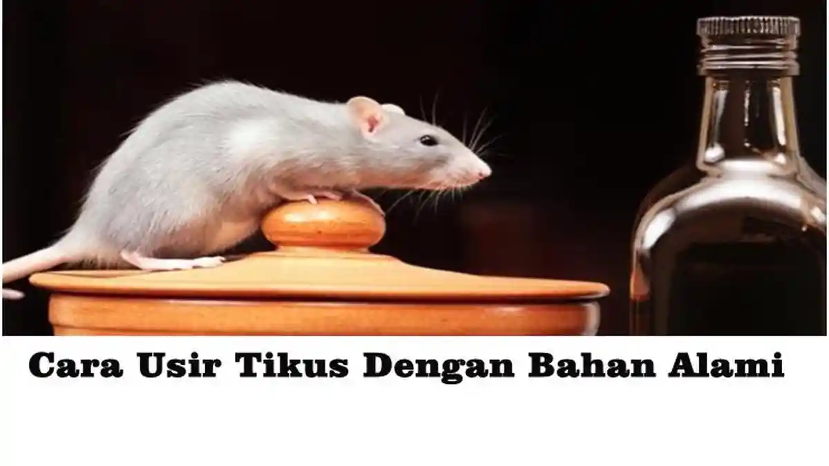 9 Cara Mengusir Tikus Menggunakan Bahan Alami Ramah Lingkungan