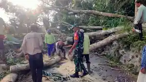 Proses-evakuasi-pohon-tumbang-di-Desa-Songan-dan-Desa-Belanga.jpg