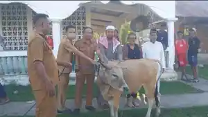 Hewan-Kurban-di-Flores-Timur.jpg
