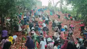 berburu-bawang-viral.jpg
