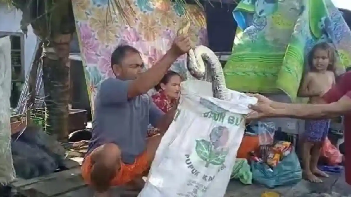 WARGA Temukan Ular Piton Sepanjang 4 Meter saat Banjir Rob di Bagan Percut