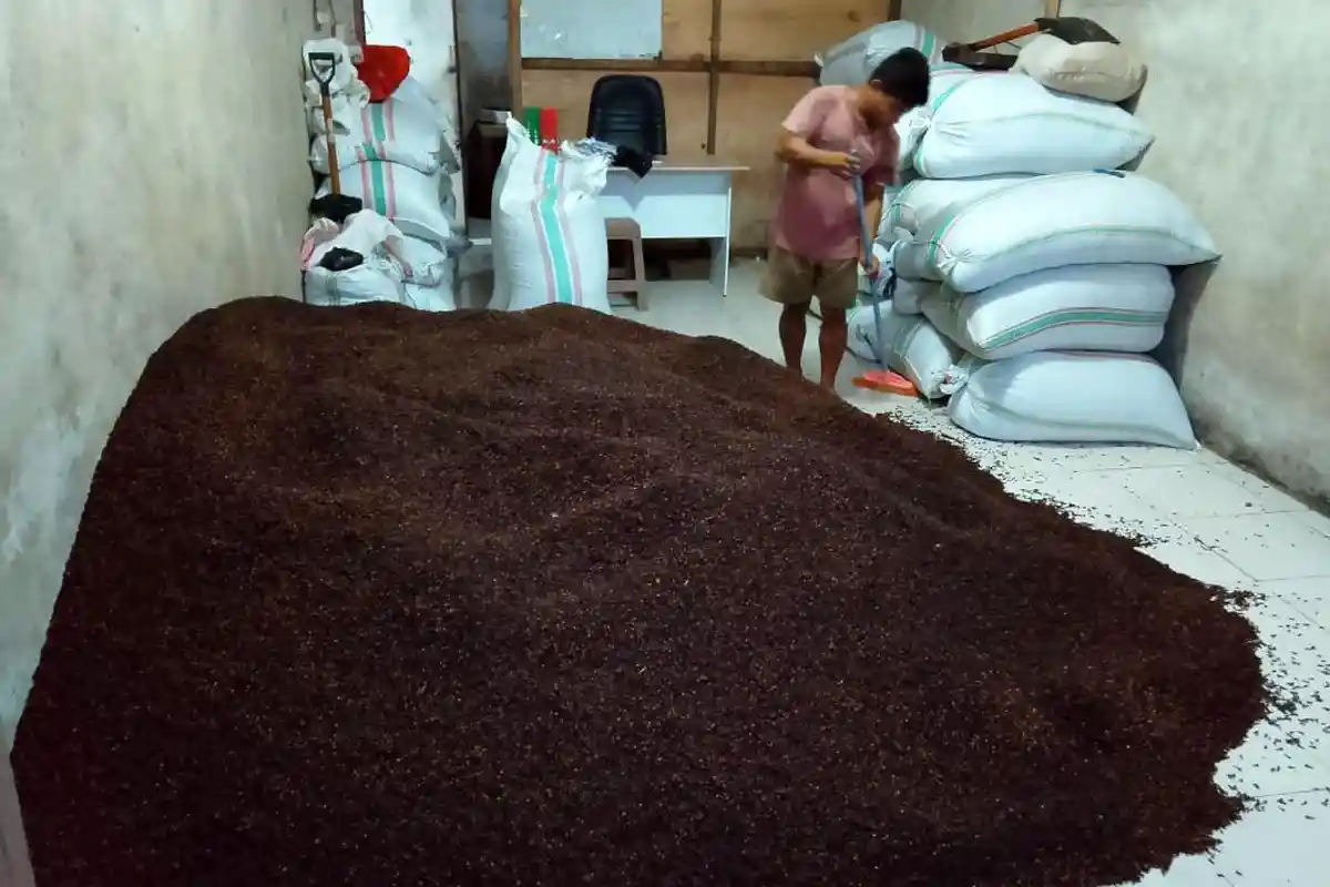 Update Harga Cengkih di Manado Sulawesi Utara, Petani Senang dan Sangat Bersyukur