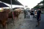 Penjualan Sapi Madura