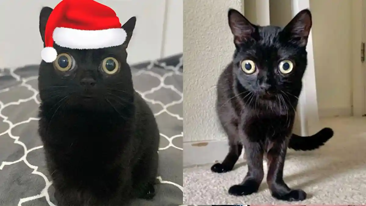 VIRAL Kucing Hitam Dilantik jadi Walikota di Amerika Serikat, Imut Banget Bikin Netizen Gemas