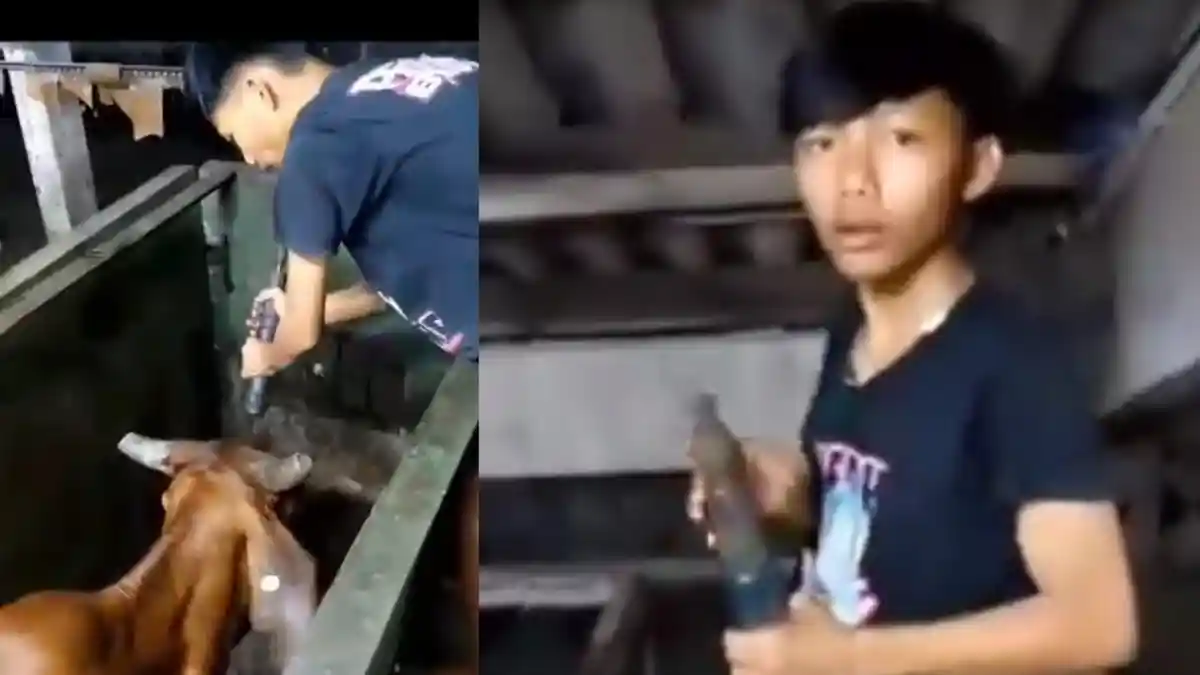 Viral RPH Pegirian Surabaya Eksekusi Sapi dengan Cara Ditembak, Ini Faktanya