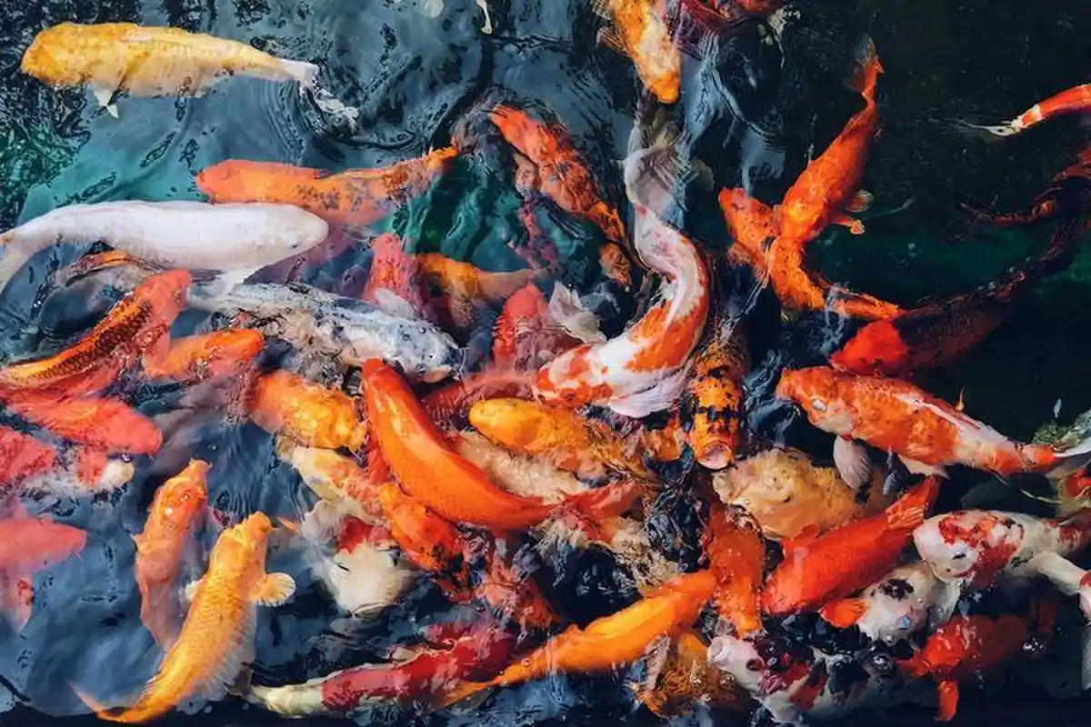 PNS Pemkab Ngamuk Ikan Koi Kesayangannya Rp1,5 Juta Diserok Tetangga Lalu Digoreng, Tolak Damai