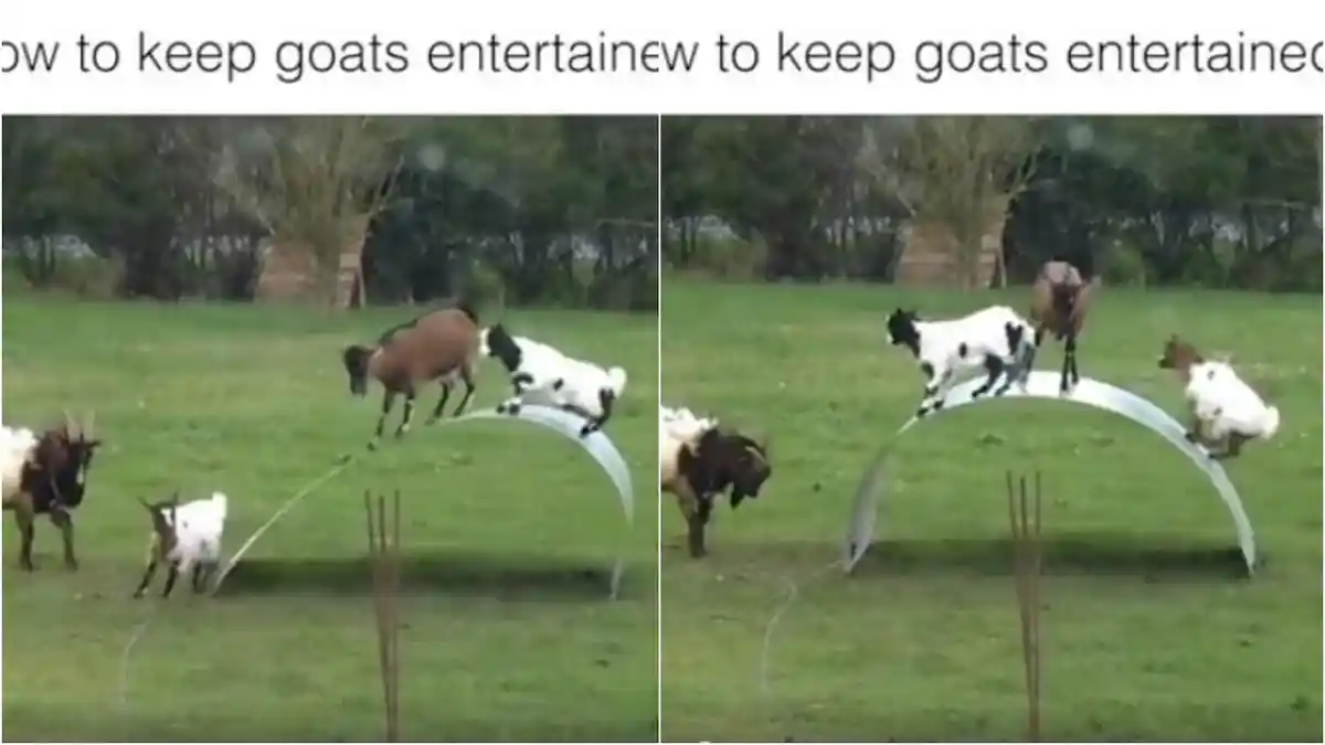 Viral di Medsos! Lihat Tingkah Lucu Kambing-kambing ini Bermain Papan, Bikin Ngakak!