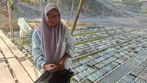 Irma-Suryani-menunjukkan-kepiting-soka-siap-panen.jpg