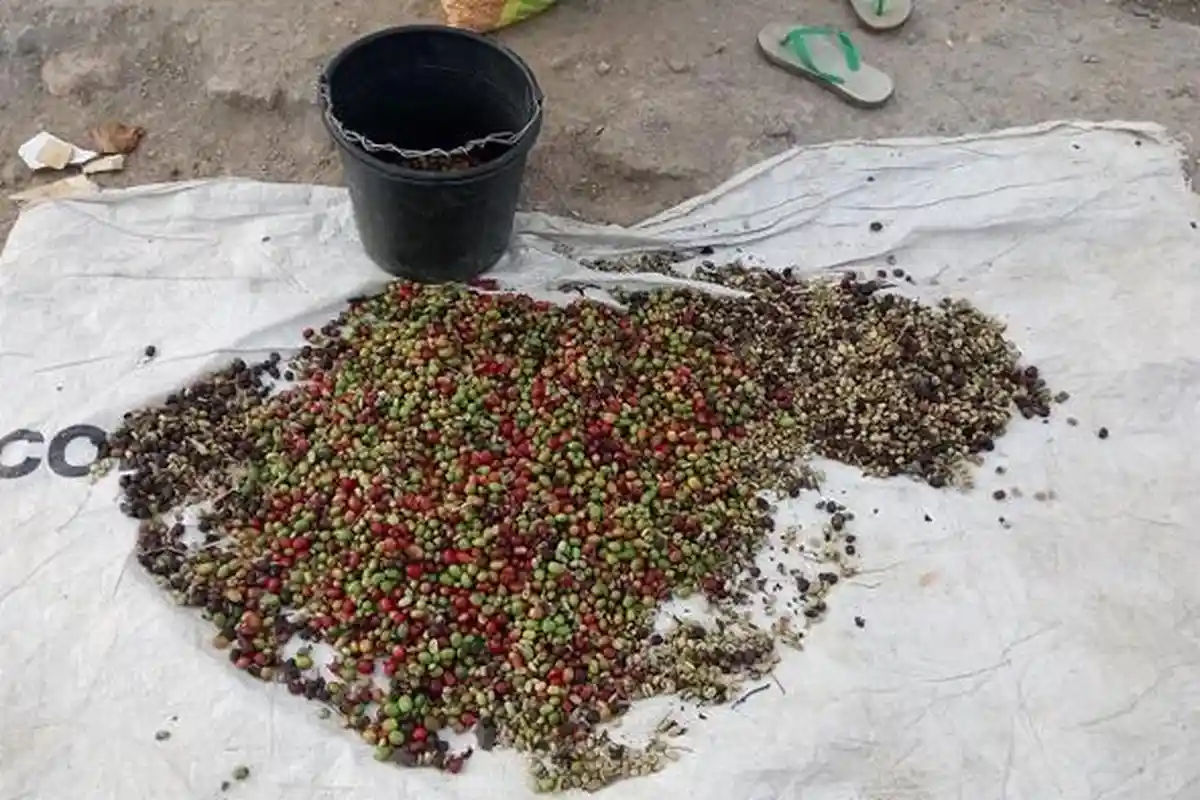 Timor Leste Bergerak Menuju Keanggotaan WTO dengan Legislasi Biosekuriti Baru