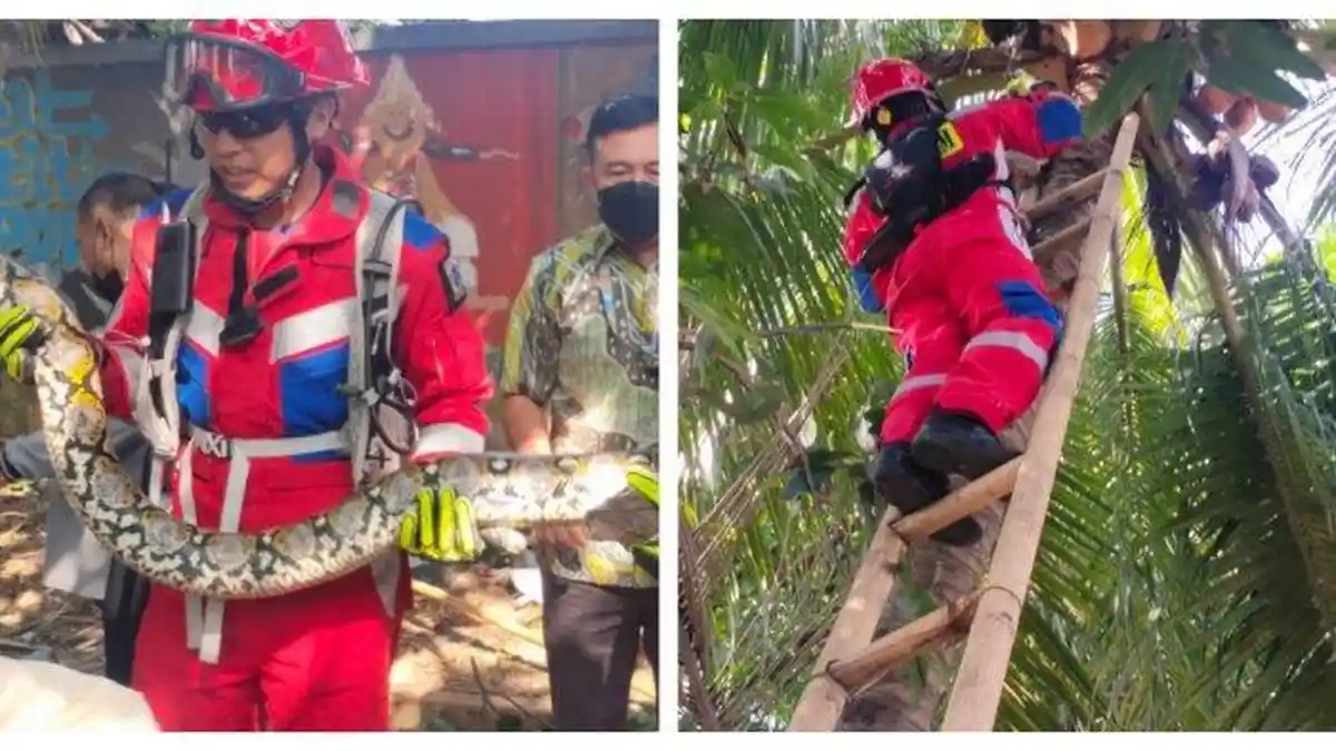 Damkar Jakarta Barat Amankan Ular Sanca 4 Meter Bersembunyi di Pohon Kelapa