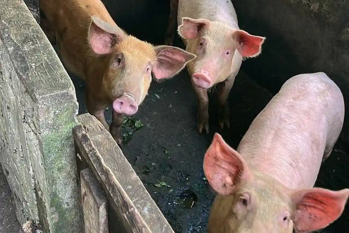 Puluhan Ternak Babi Mati di Kepulauan Sangihe, Golfried Pella Tepis Soal Penyebaran Virus ASF