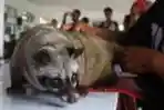 Kontes Hewan Musang Nasional