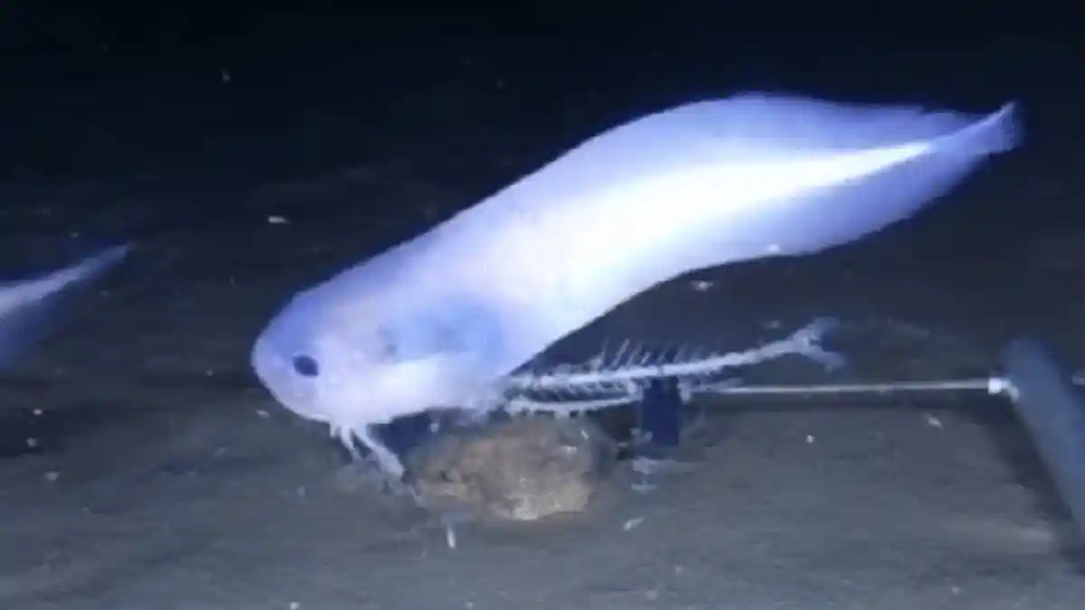 Tiga Ikan Spesies Baru Ditemukan di Bagian Terdalam Samudra Pasifik