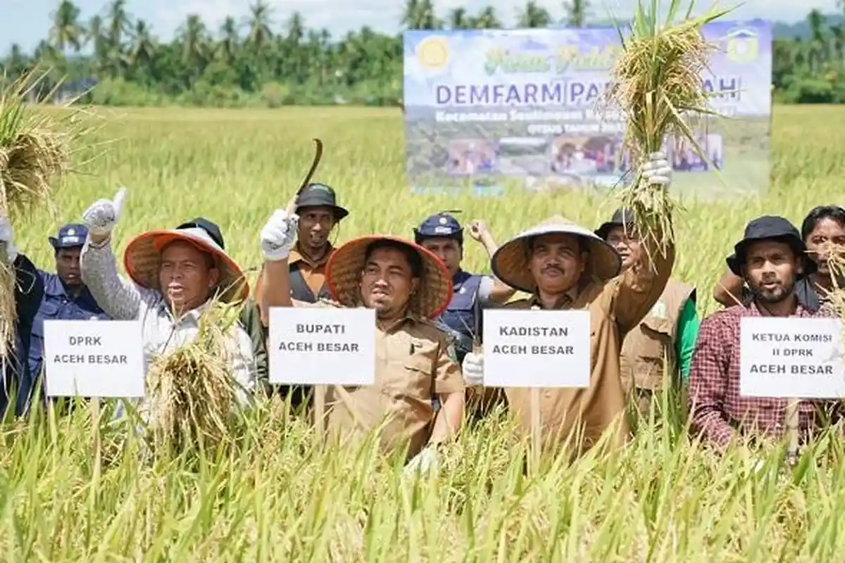Pj Bupati Panen Padi Varietas Siliwangi di Capeung Dayah Seulimeum, Produksi Capai 8 Ton Per Hektare
