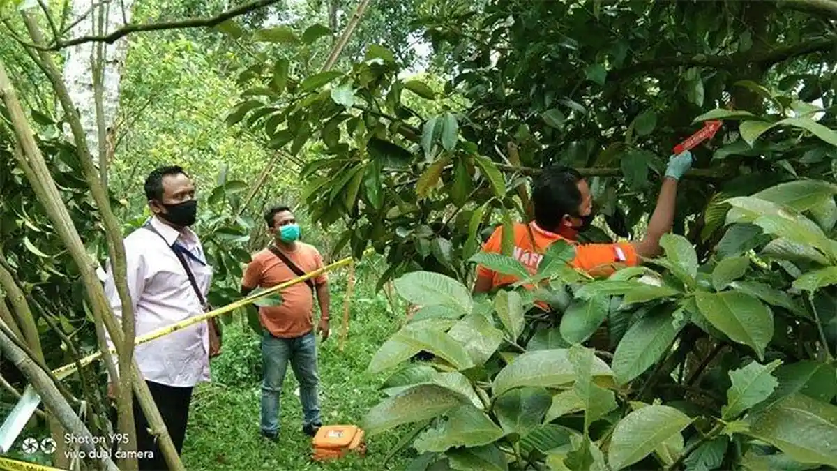 Seharian Tak Pulang, Ayu Kaget Mendapati Putranya Tewas Tergantung di Pohon Manggis