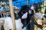 Tim-juga-memastikan-seluruh-hewan-telah-mendapatkan-vaksinasi-dari-daerah-asal.jpg