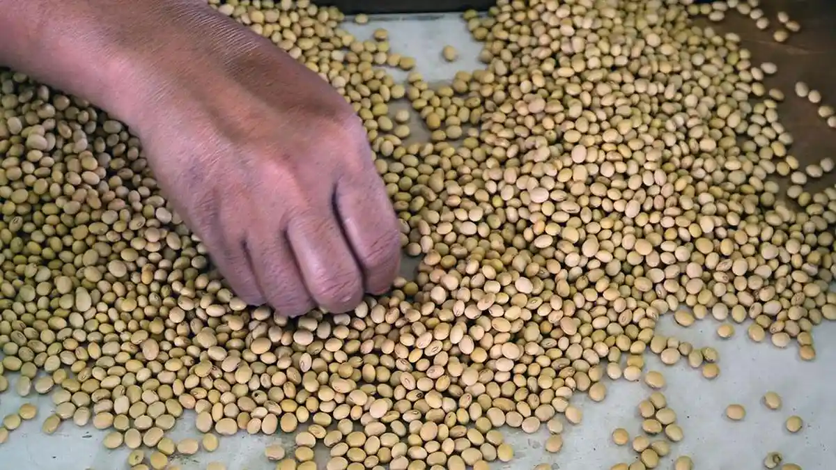 Bulog bakal Serap Kedelai Petani Lokal