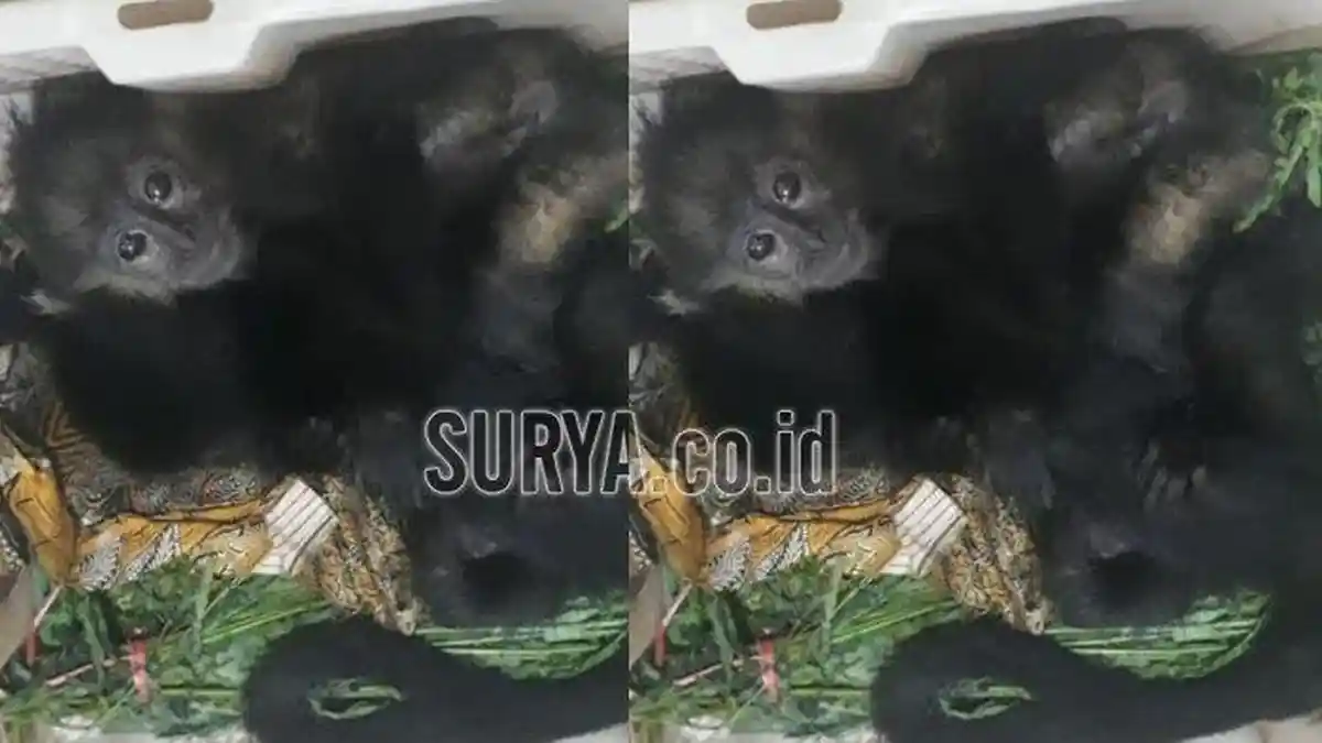 Pria Penjual Lutung Jawa Ditangkap Petugas yang Menyamar di Terminal Arjosari