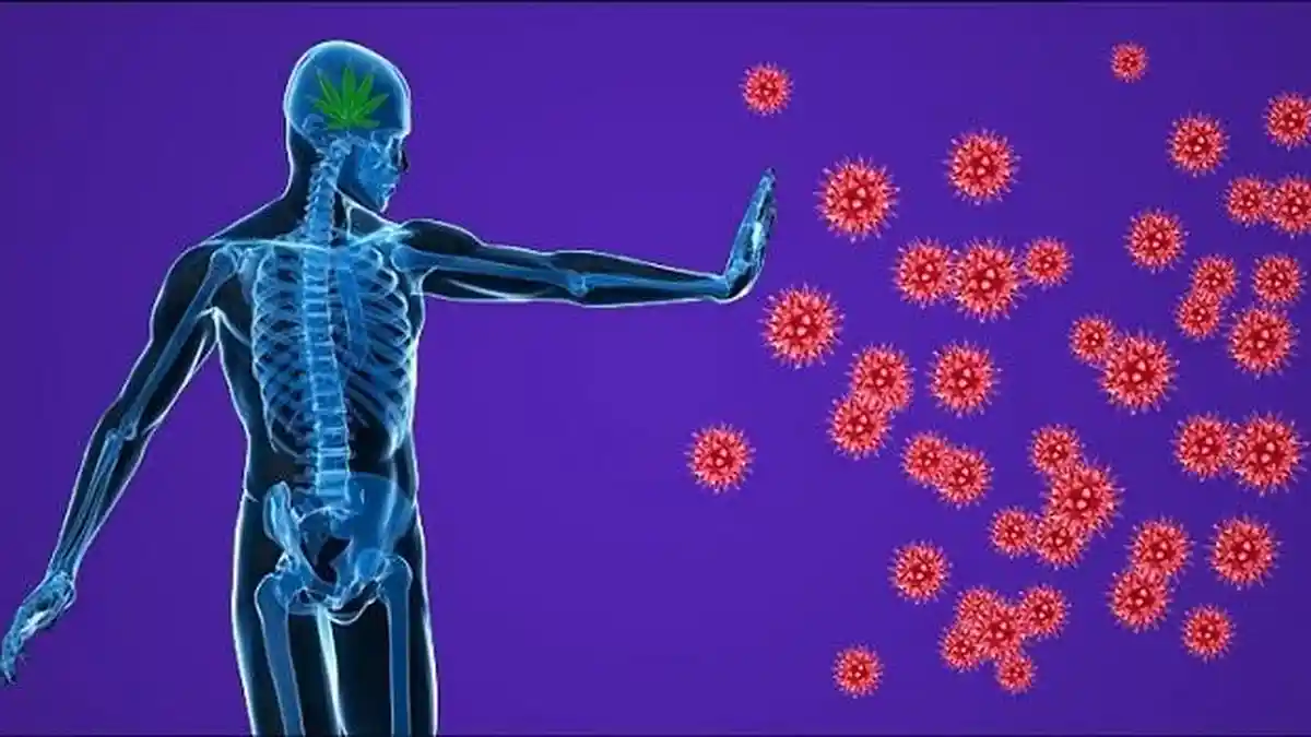 Bentengi Diri dari Virus Corona, Inilah 15 Makanan yang Bisa Tingkatkan Daya Tahan Tubuh