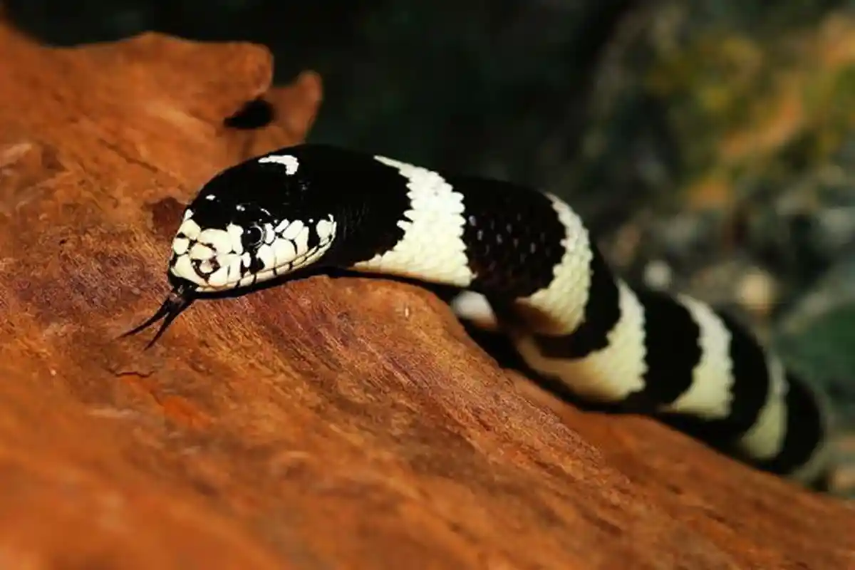 Indonesia Memiliki Berbagai Jenis Ular, Bagaimana Cara Hidup Damai dengan Hewan Reptil Ini?