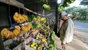 Inilah-kios-pisang-Pak-Majid-yang-berada-dekat-tanjakan-di-Tampang.jpg