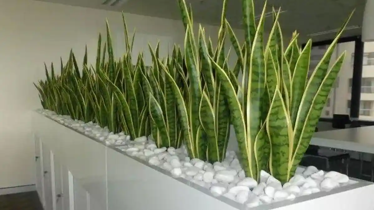 Mudah Perawatannya, Sansevieria Makin Hitz Jadi Tamanan Hias