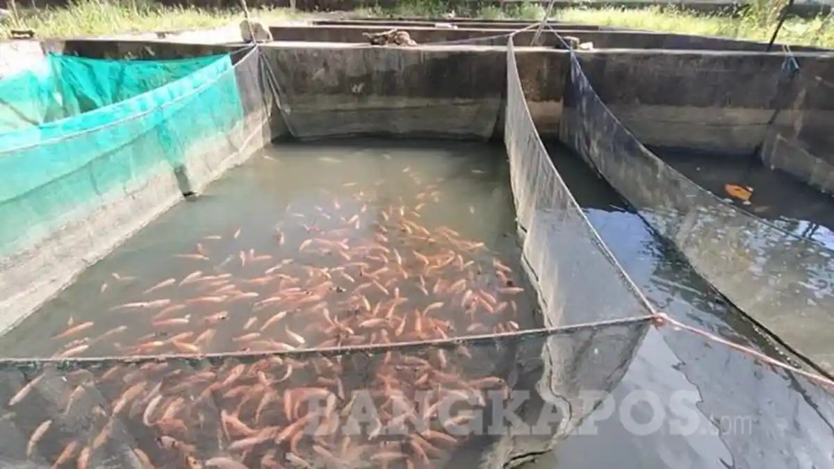 Pemkab Bangka Selatan Genjot Produksi Budi Daya Perikanan Air Tawar