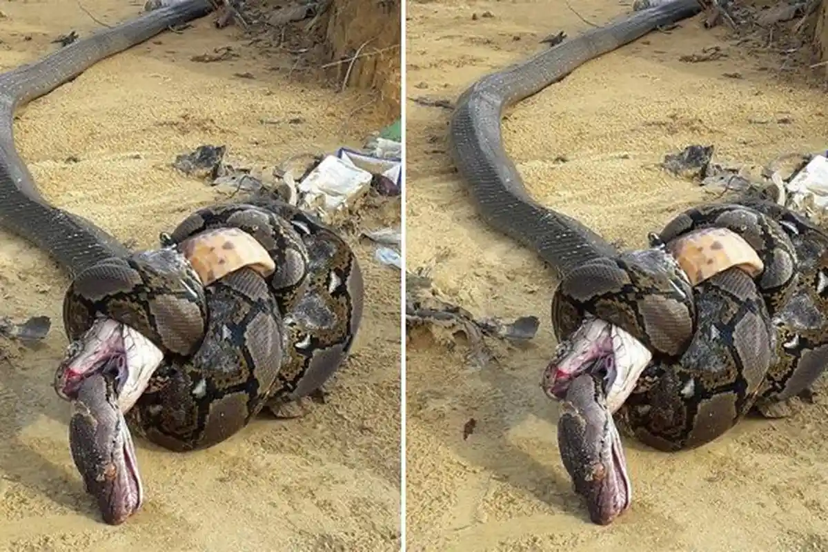 Menegangkan Duel Maut Raja Kobra dan Ular Piton, Sang Kobra Telan Habis Tubuh Piton