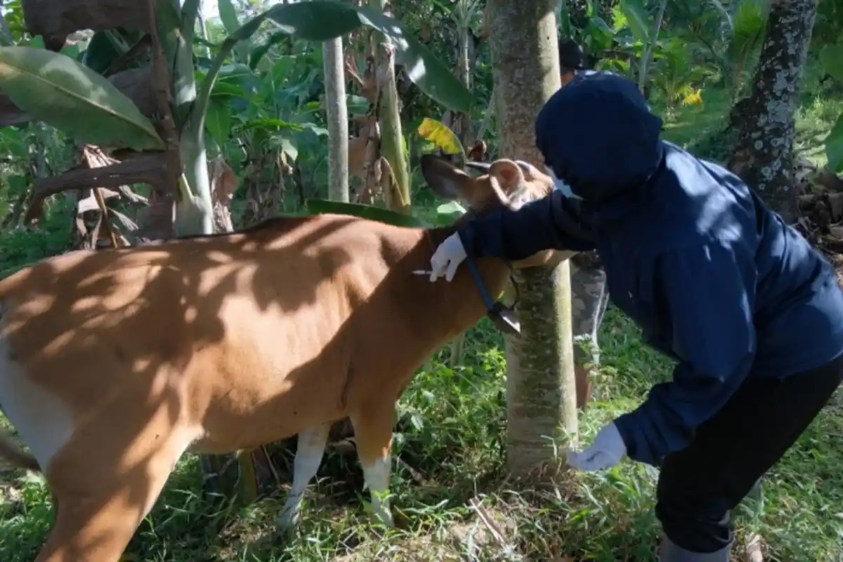Tiga Sapi Di Tabanan Positif PMK Langsung Dieliminasi Bersyarat