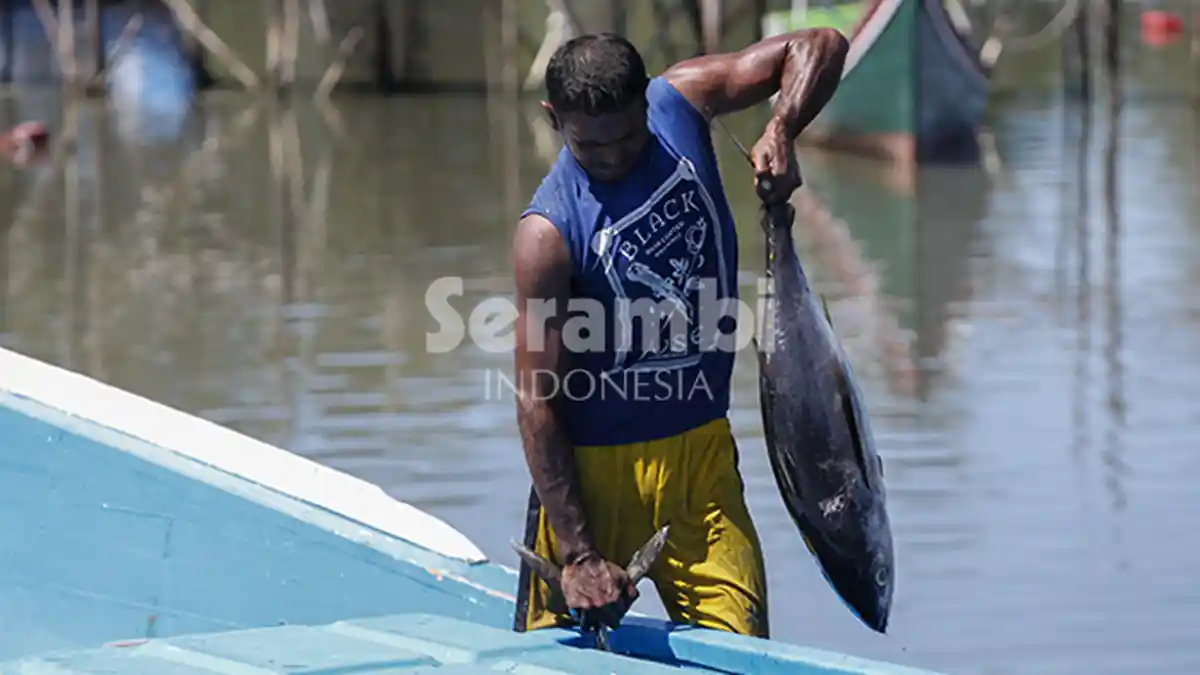 FOTO-FOTO: Aceh Penghasil Ikan Tuna Kualitas Terbaik - foto-2.jpg
