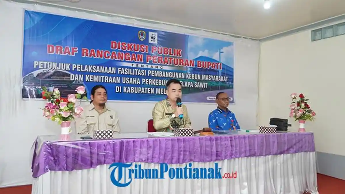 Diskusi Publik Tentang Rancangan Perbup Perkebunan Sawit di Kabupaten Melawi
