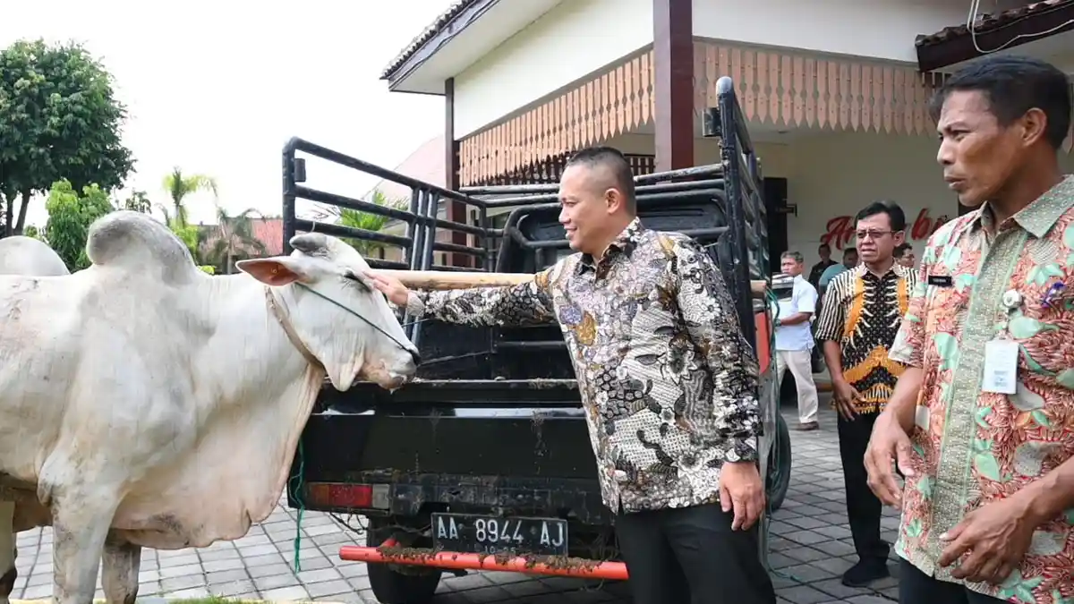 Sultan, Bupati Kebumen Borong 11 Ekor Sapi untuk Kurban dengan Uang Pribadi