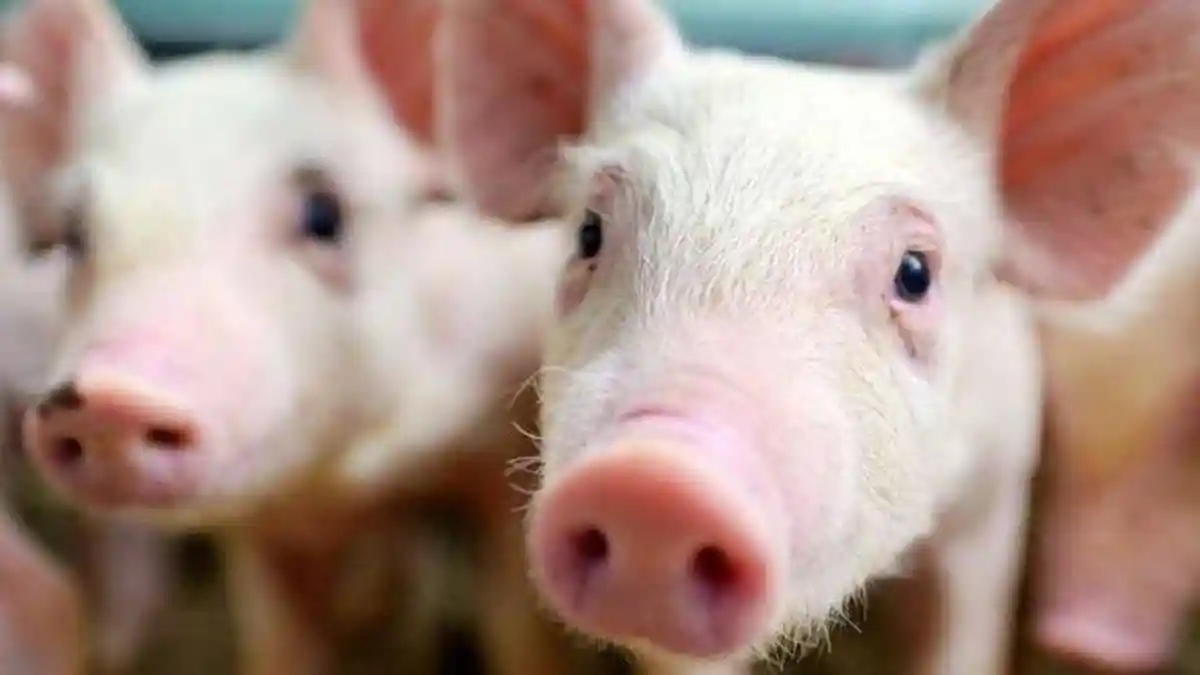 2 Kecamatan Penghasil Babi Paling Banyak di Kabupaten Toba