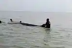 Paus Raksasa Terdampar di Sungai OKI Akhirnya Kembali ke Laut, Digiring Warga & Dibantu Air Pasang
