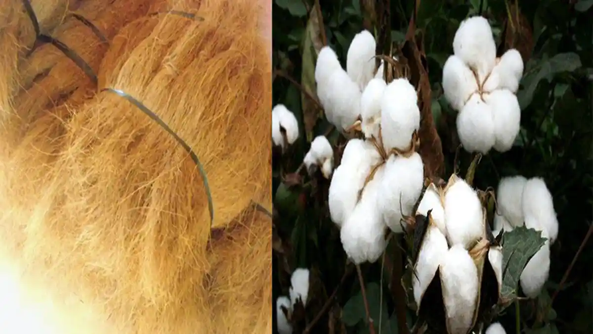 INILAH Serat yang Berasal Dari Buah Bahan Serat Alam dari Tumbuhan & Pengolahan Bahan Serat Alam